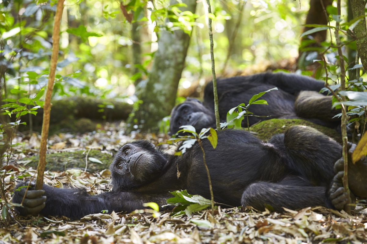Due scimpanzé sdraiati sulle foglie secche
