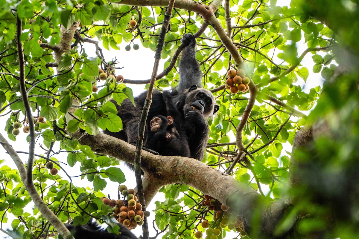 Uno scimpanzé adulto e un cucciolo su un albero