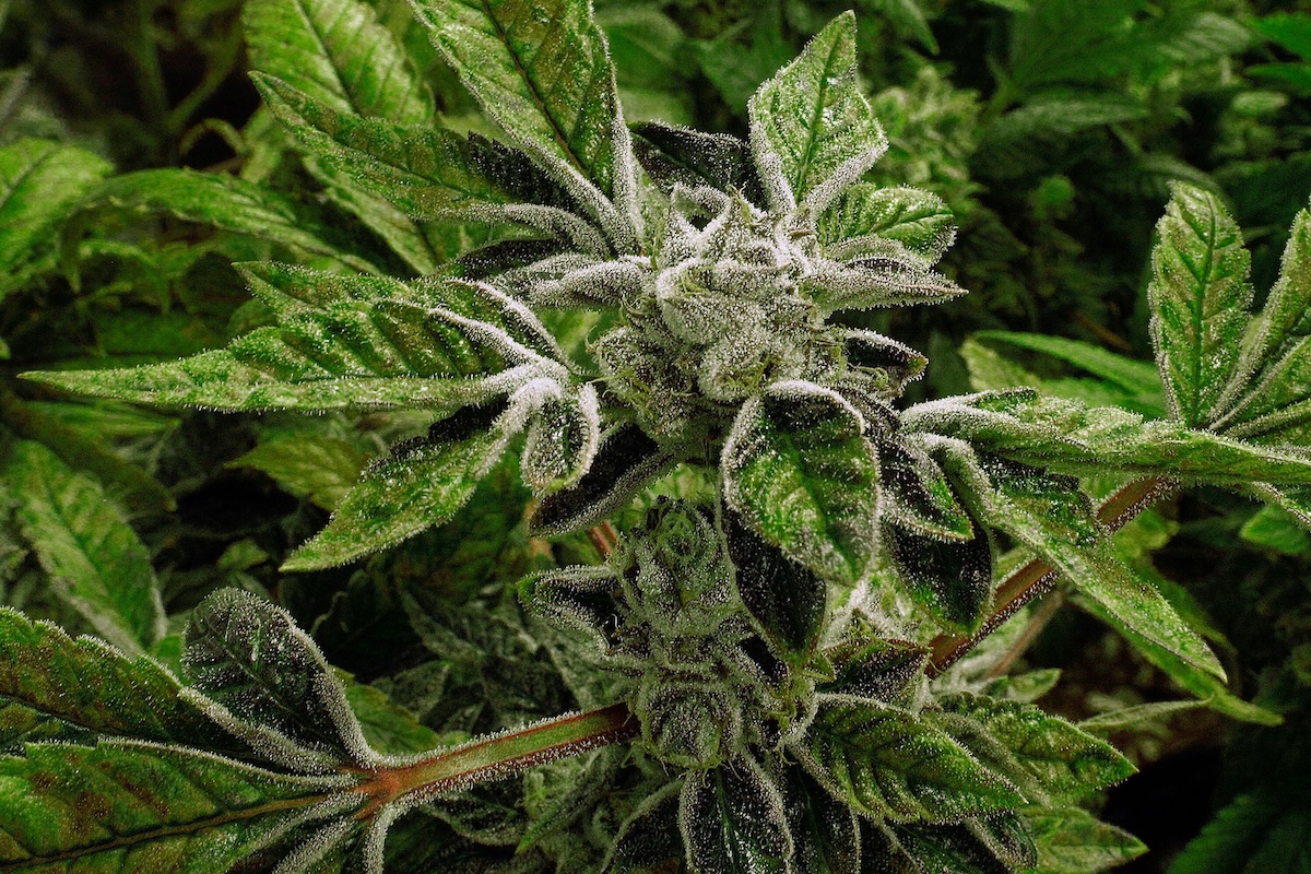 L’amministrazione Trump ha reso più permissive le regole sulla cannabis