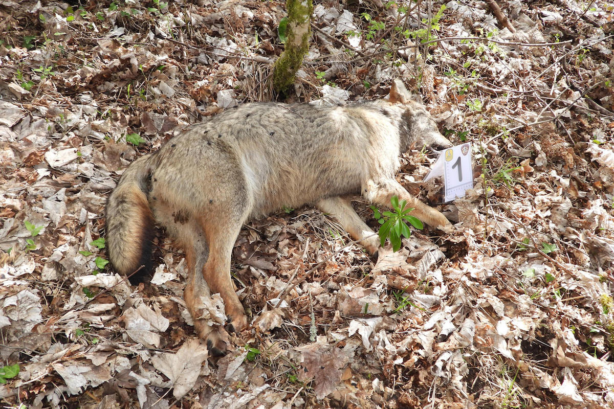 Nell’ultima settimana nel Parco nazionale d’Abruzzo sono stati trovati 18 lupi morti, forse per avvelenamento