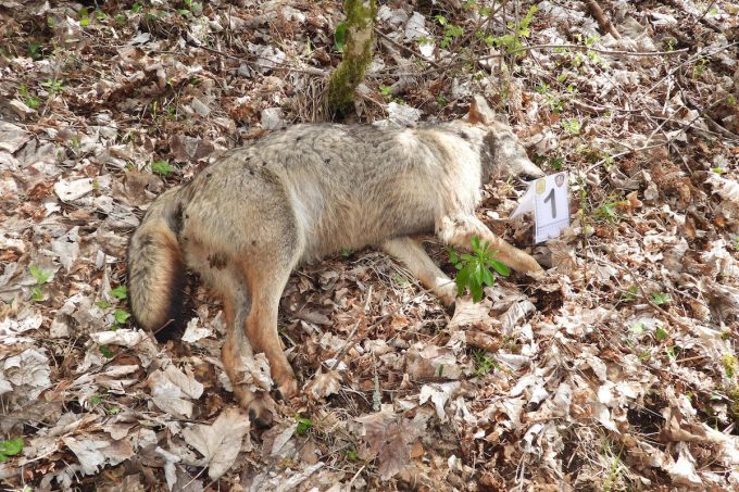 Nell’ultima settimana nel Parco nazionale d’Abruzzo sono stati trovati 18 lupi morti, forse per avvelenamento