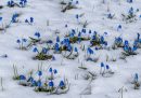 Fiori nella neve.