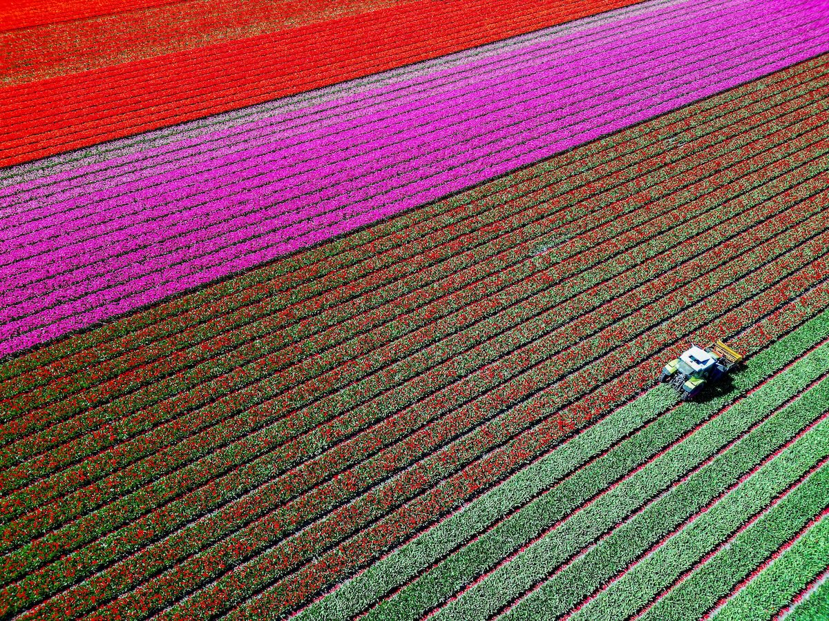 Tulipani + foto aeree + colori