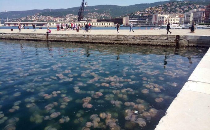 Le immagini spettacolari delle moltissime meduse a Trieste