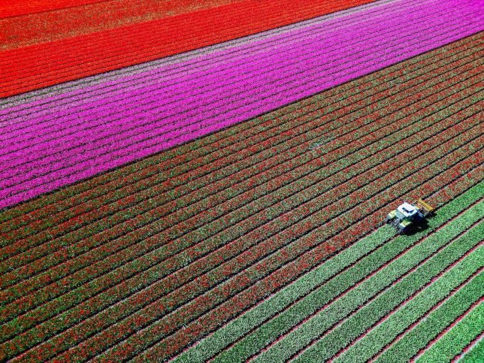 Tulipani + foto aeree + colori