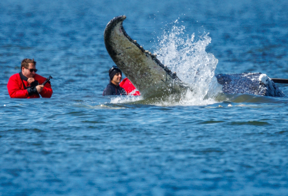 È iniziata la nuova operazione per salvare la megattera arenata da più di un mese nel mar Baltico, nel nord della Germania