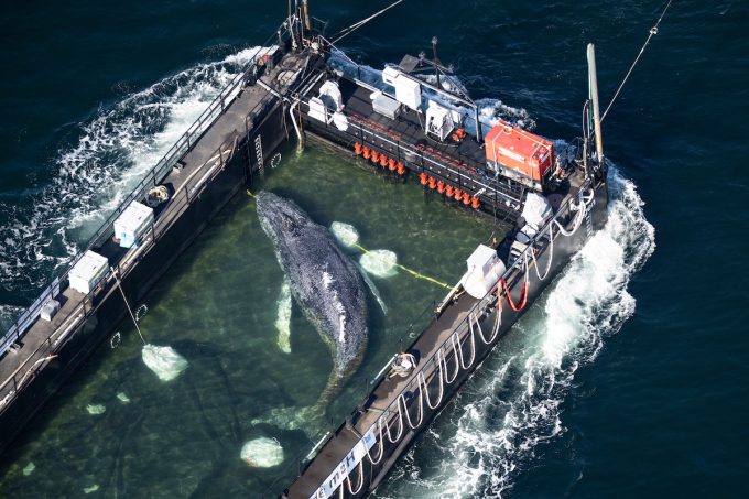 Dopo più di un mese la megattera spiaggiata nel mar Baltico, in Germania, è stata liberata nel mare del Nord