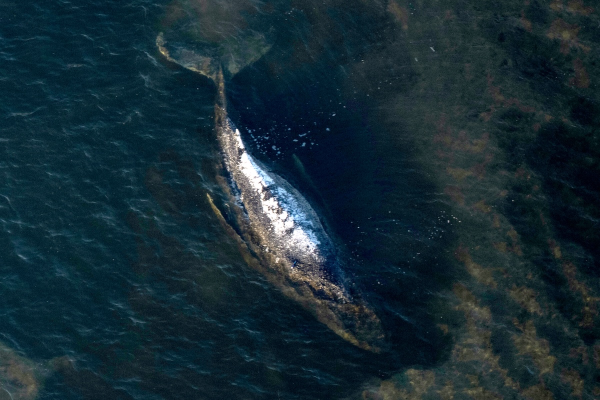 La megattera nella chiatta semisommersa