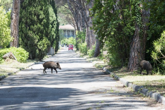 Roma ha un piano per i cinghiali
