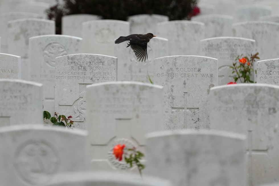 Un uccello sopra le lapidi al cimitero di guerra di Tyne Cot, durante una cerimonia per sei soldati britannici morti nella Prima guerra mondiale (AP Photo/Virginia Mayo)
