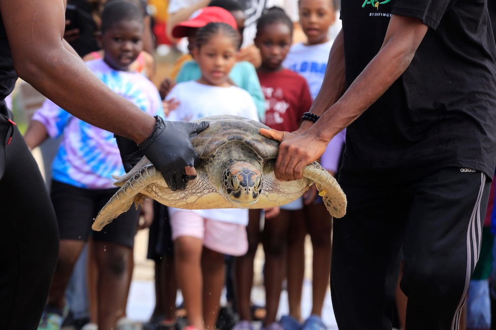 I volontari del Green Fingers Wildlife Conservation Initiative rilasciano in mare una tartaruga marina salvata (ANSA/EPA/EMMANUEL ADEGBOYE EPA/EMMANUEL ADEGBOYE)
