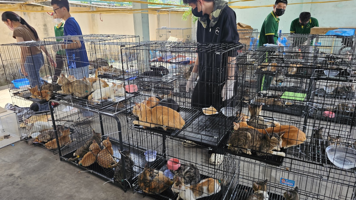 In Vietnam sono stati recuperati più di 400 gatti che erano stati rubati per essere macellati