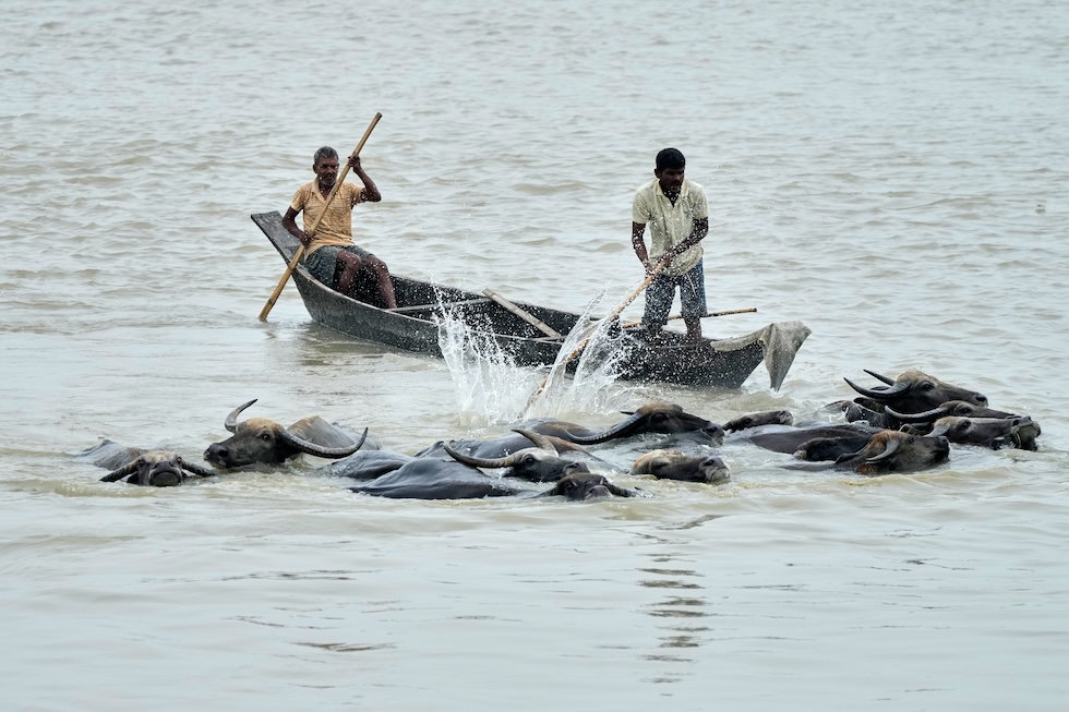 Due uomini e i loro bufali d'acqua nel fiume Brahmaputra (AP Photo/Anupam Nath)
