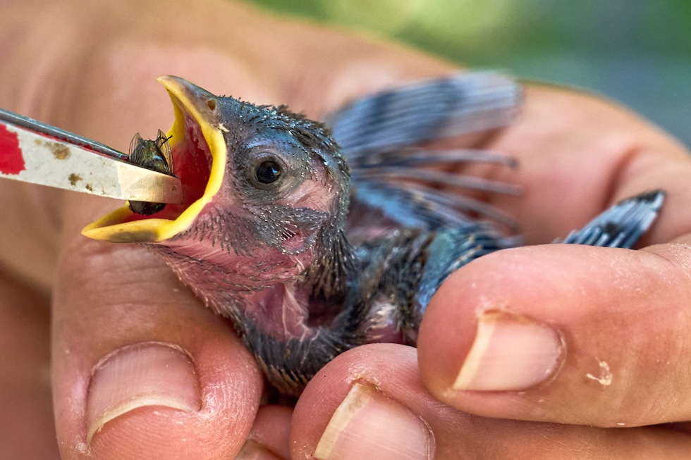 Un passero di una settimana viene nutrito con una mosca da un veterinario (AP/Michael Probst)
