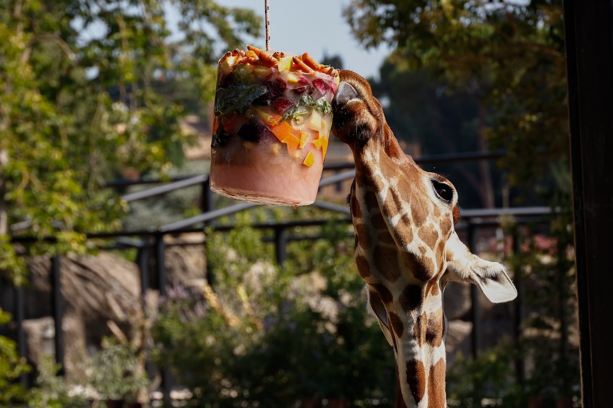 Una giraffa al Bioparco di Roma si rinfresca mangiando della frutta congelata (Claudia Chieppa/Anadolu via Getty Images)
