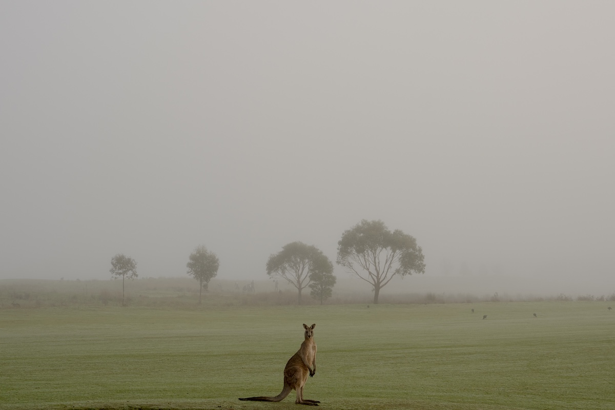 Un canguro nella nebbia in un golf club (Asanka Ratnayake/Getty Images)
