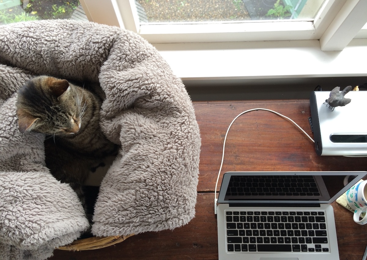 Un gatto domestico in una cesta vicino a un laptop
