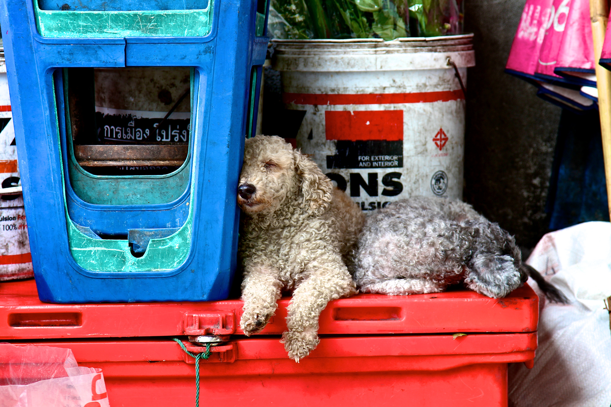 le citt224 che si prendono cura dei propri cani randagi da Ilpost.it le citt224 che si prendono cura dei propri cani randagi