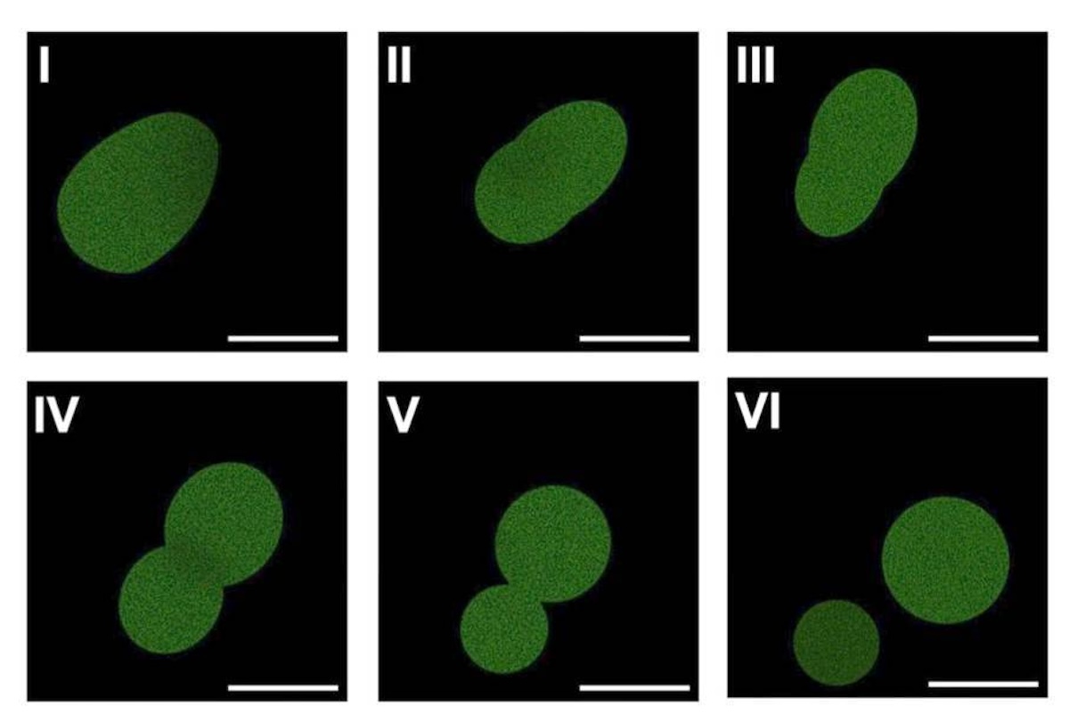 La prima cellula sintetica costruita da zero?