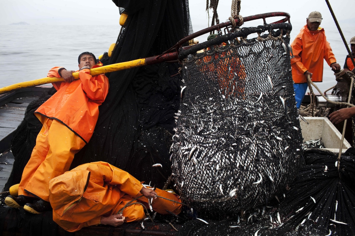 Alcuni pescatori scaricano delle acciughe al porto di El Callao, in Perù, nel 2012 (AP/Rodrigo Abd)