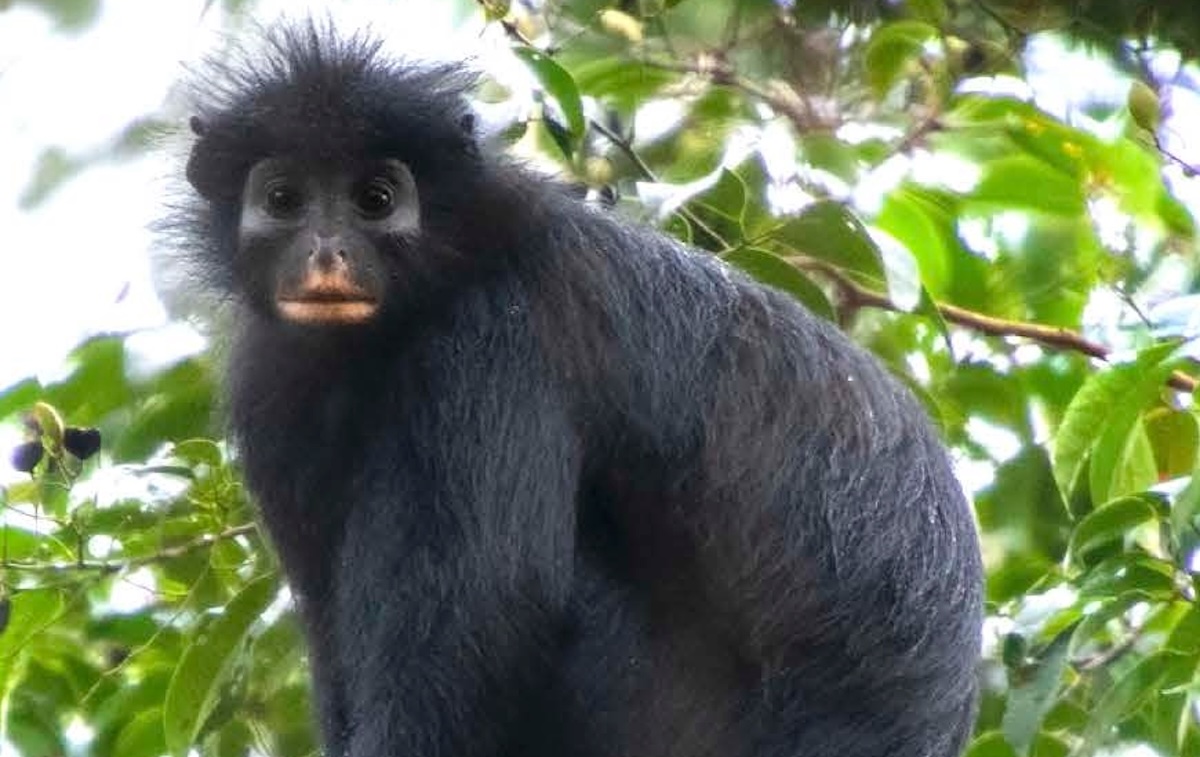 Hanno scoperto una nuova strana specie di scimmia