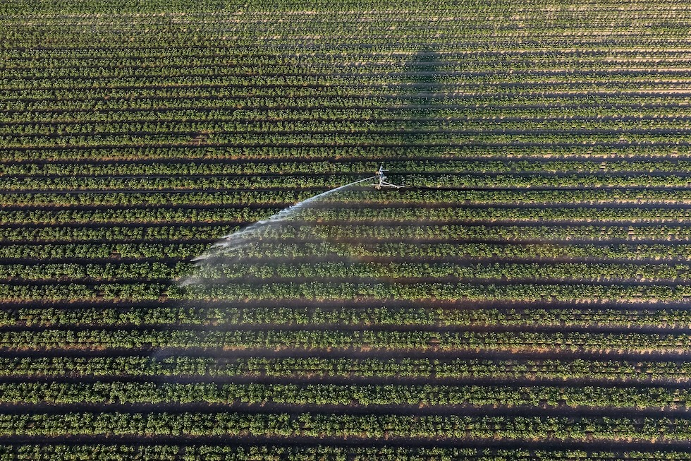 Un campo di patate viene irrigato artificialmente in una fattoria nell'Hertfordshire (Chris Ratcliffe/Bloomberg via Getty Images)