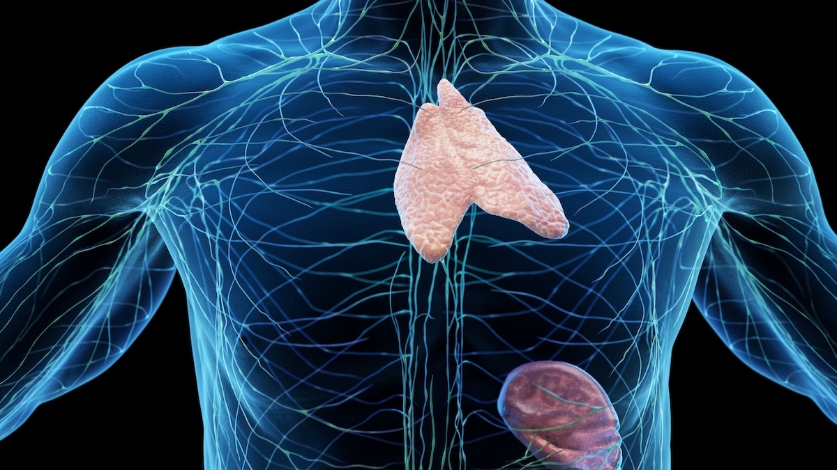 Nel corpo umano c’è un organo più utile di quanto si pensasse