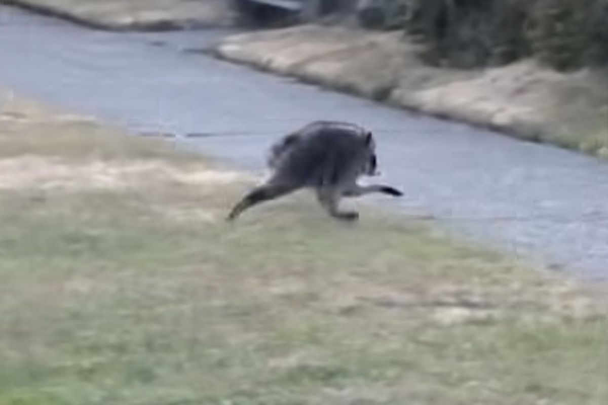 Leggi l'articolo: È un gatto? È un mostriciattolo? No, è un procione ingobbito, a Seattle