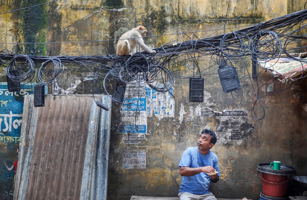 Un macaco appollaiato su un groviglio di cavi, sopra un uomo seduto che sta mangiando e sembra proteggere il suo cibo (EPA/MONIRUL ALAM via Ansa)
