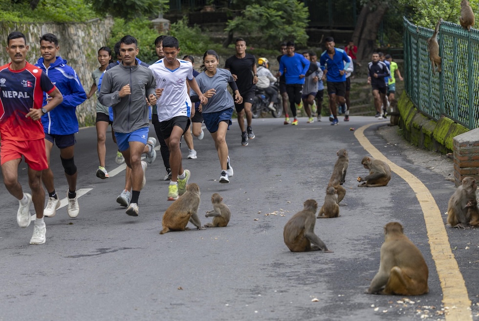Un gruppo di persone fa jogging passando accanto ad alcuni macachi (EPA/NARENDRA SHRESTHA via Ansa)
