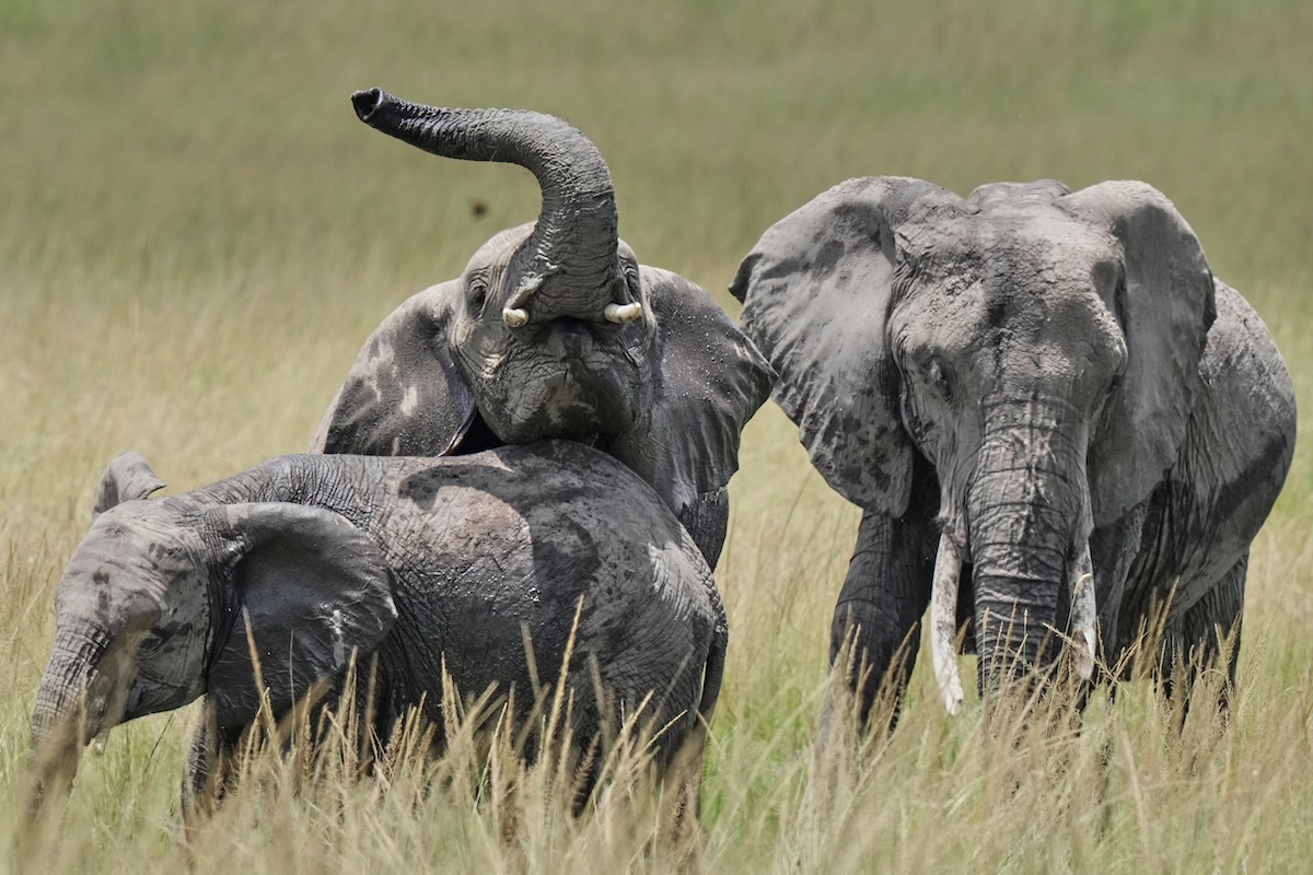 In Kenya è stata aperta un’indagine sulla misteriosa morte di 15 elefanti in un parco nazionale