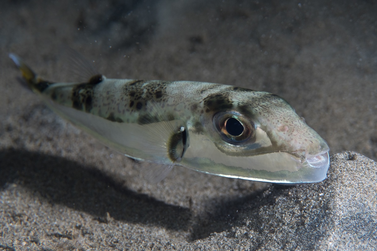 In Grecia c’è preoccupazione per questo pesce palla