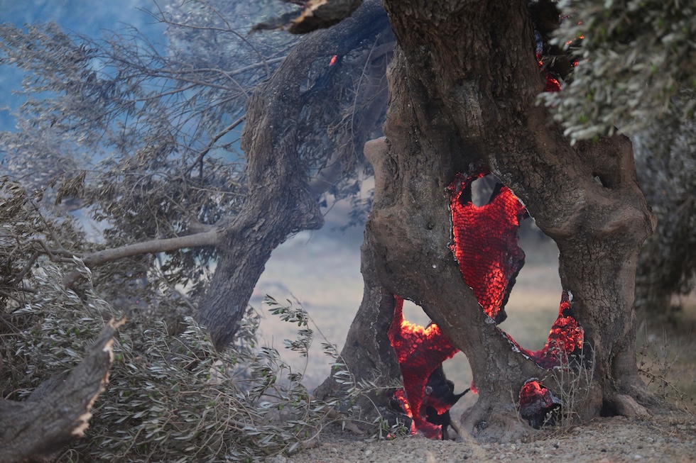 Il tronco di un ulivo brucia a causa degli incendi boschivi nella regione di Retimo, dove due vigili del fuoco sono morti durante le operazioni di spegnimento (AP Photo/Giannis Angelakis)