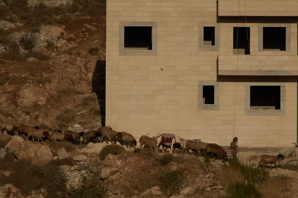 Un colono israeliano conduce un gregge di pecore accanto a un edificio (AP Photo/Leo Correa)