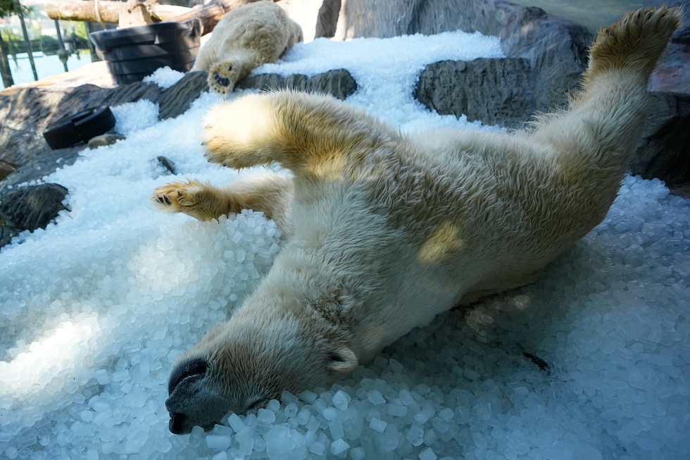 Orsi polari stesi su un mucchio di cubetti di ghiaccio allo zoo di Praga (AP Photo/Petr David Josek)