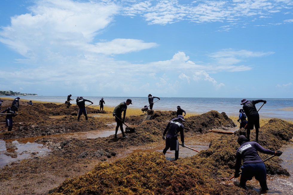 Membri della Marina messicana rimuovono le alghe sargasso lungo la costa (AP Photo/Fernando Llano)