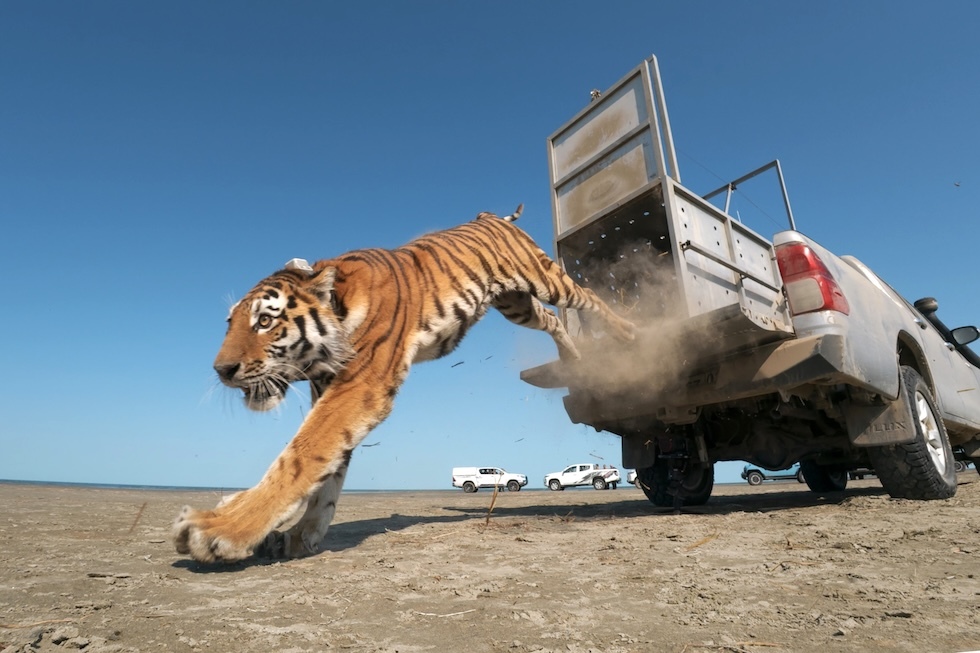 Una femmina di tigre siberiana chiamata Ymit viene liberata nella riserva naturale di Ile-Balkhash. La sua liberazione fa parte di un programma condiviso con la Russia che ha l’obiettivo di ripopolare l’area con individui di questa specie (Amur Tiger Centre/TASS via ZUMA, ANSA)