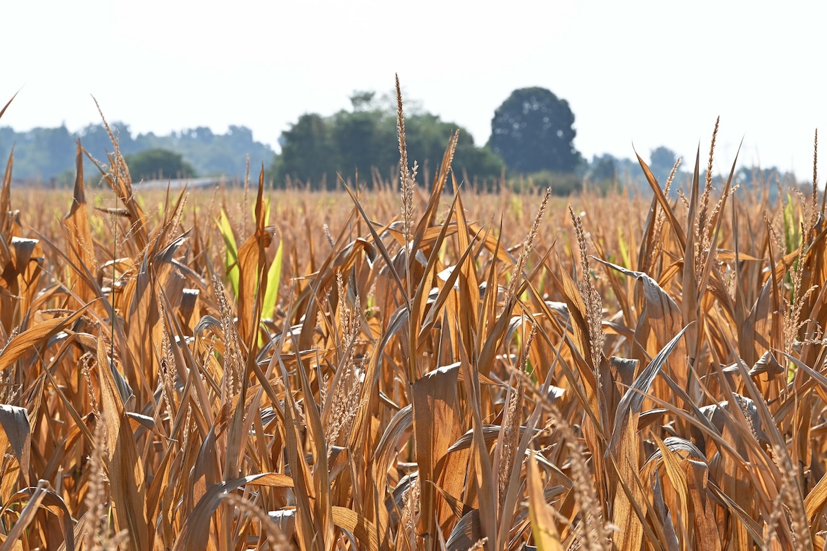 In Piemonte c’è la peggiore siccità degli ultimi anni