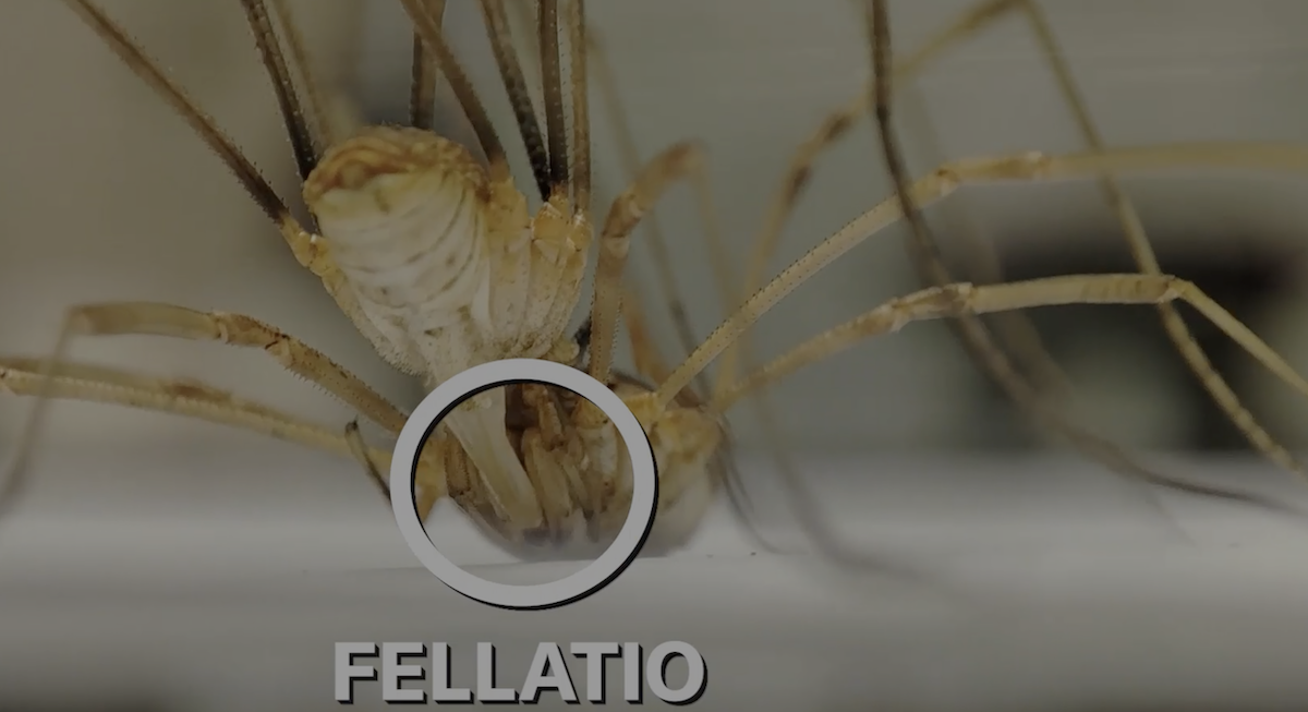 E ora parliamo di fellatio tra aracnidi