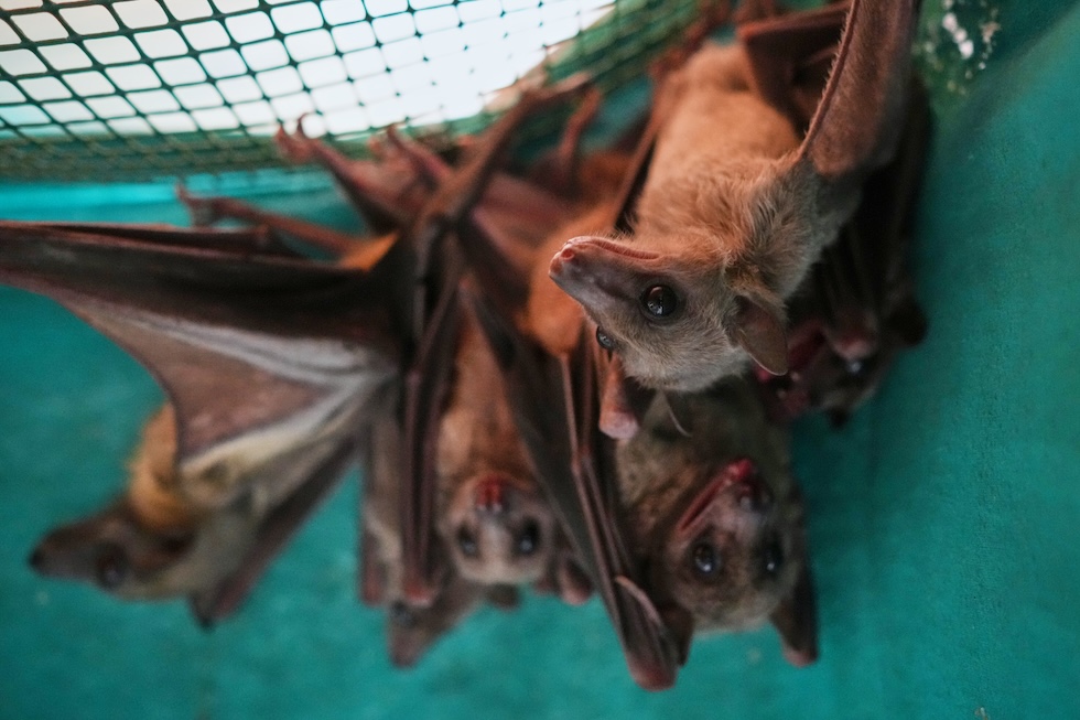Pipistrelli della frutta egiziani in un rifugio per pipistrelli gestito dall’associazione italiana Tutela Pipistrelli (AP Photo/Andrew Medichini)
