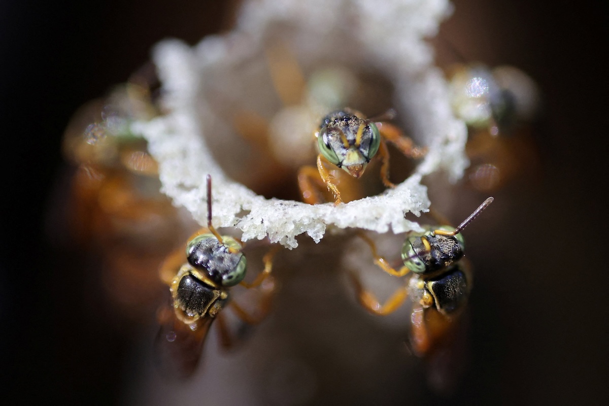 Weekly Beasts