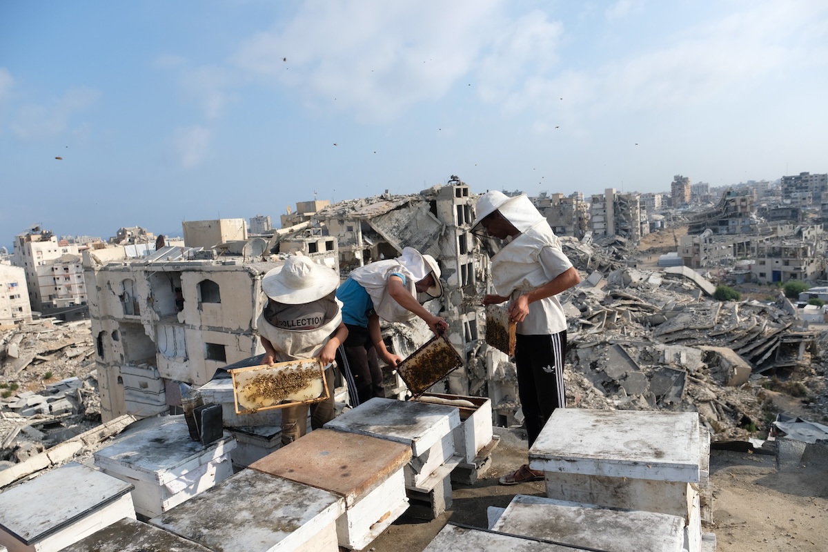 Apicoltori palestinesi sfollati raccolgono il miele dagli alveari (AP Photo/Jehad Alshrafi)