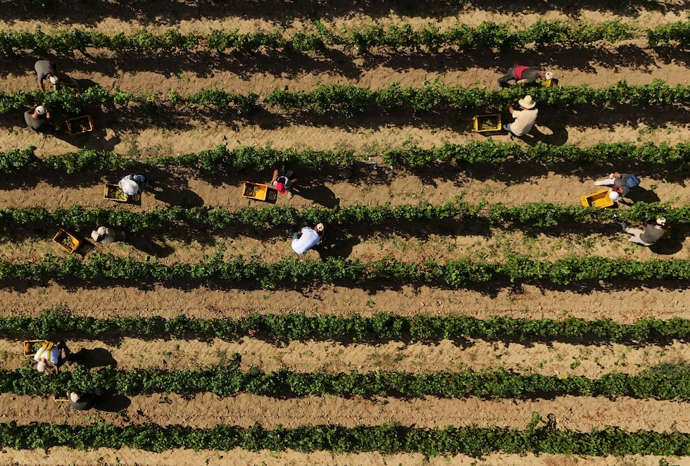 Operai al lavoro durante la vendemmia a Corte Franca, in provincia di Brescia (AP Photo/Antonio Calanni)