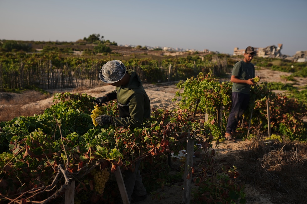 Contadini palestinesi raccolgono l'uva in un'area vicino al Wadi Gaza, il corso d'acqua che attraversa la parte centrale della Striscia (AP Photo/Jehad Alshrafi)