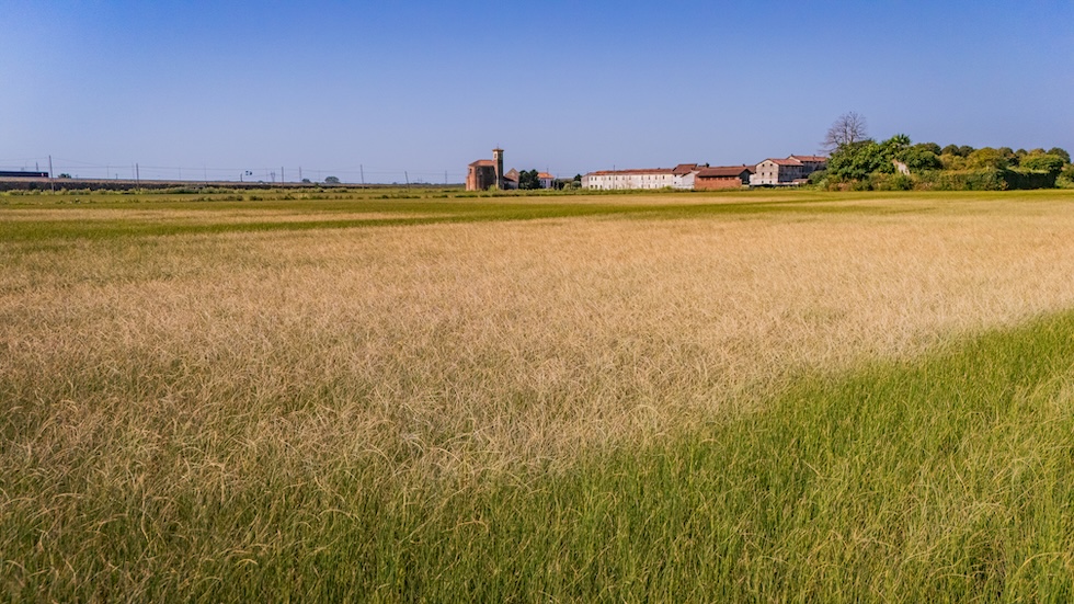 Un campo di riso danneggiato dalla siccità