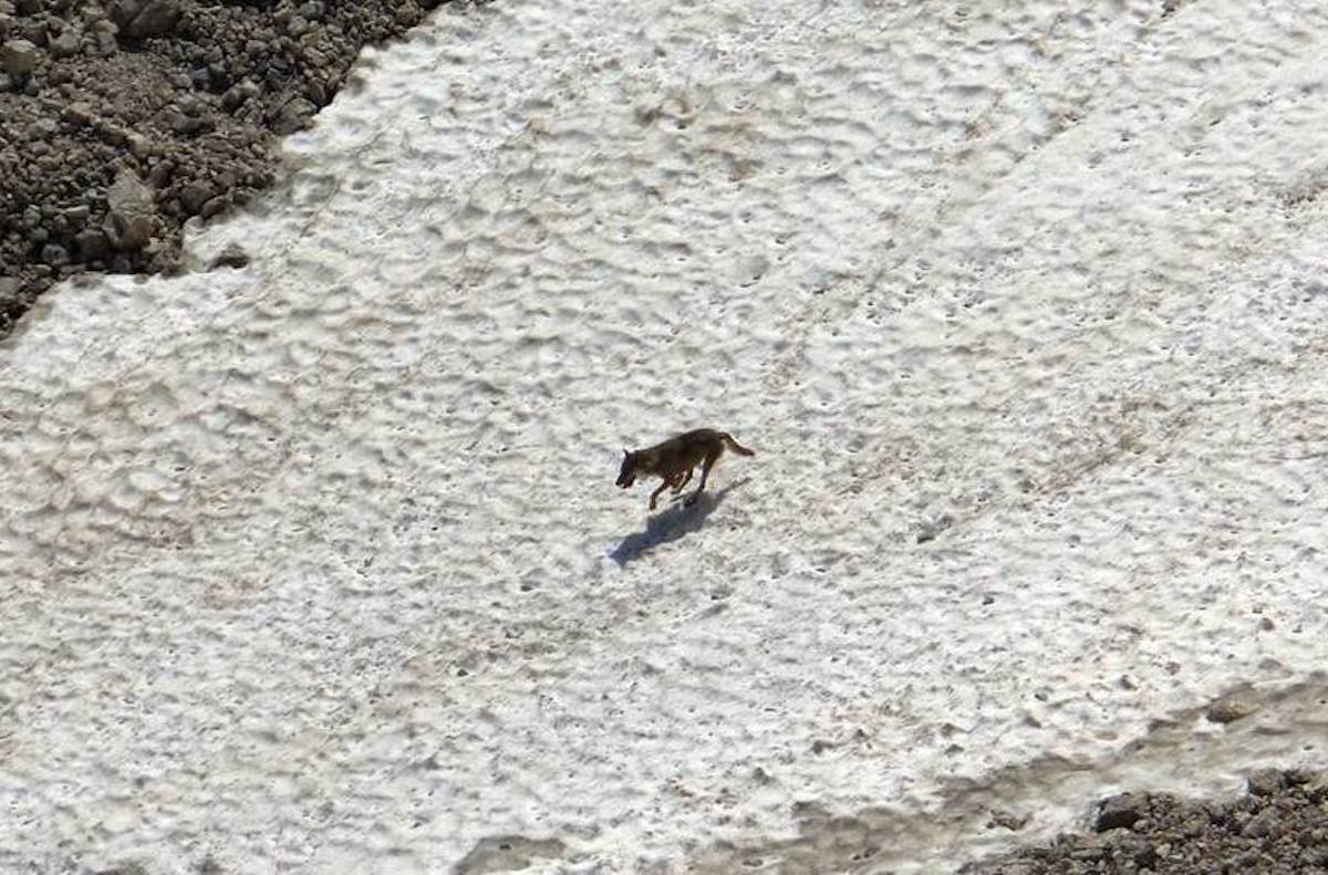 A causa dei ripetuti avvistamenti di un lupo, a Riccione tre parchi cittadini saranno chiusi nelle ore notturne