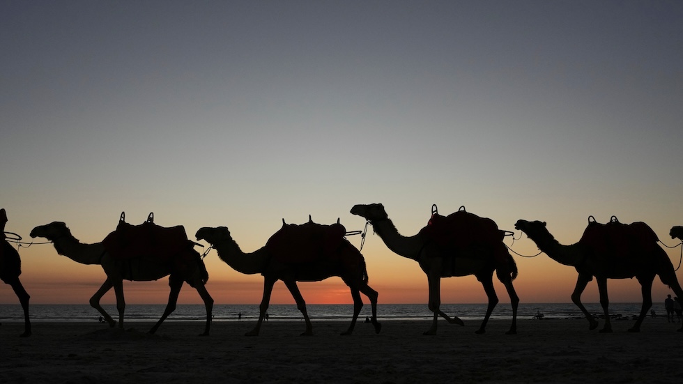 Una carovana di cammelli al tramonto (Mark Baker/AP)
