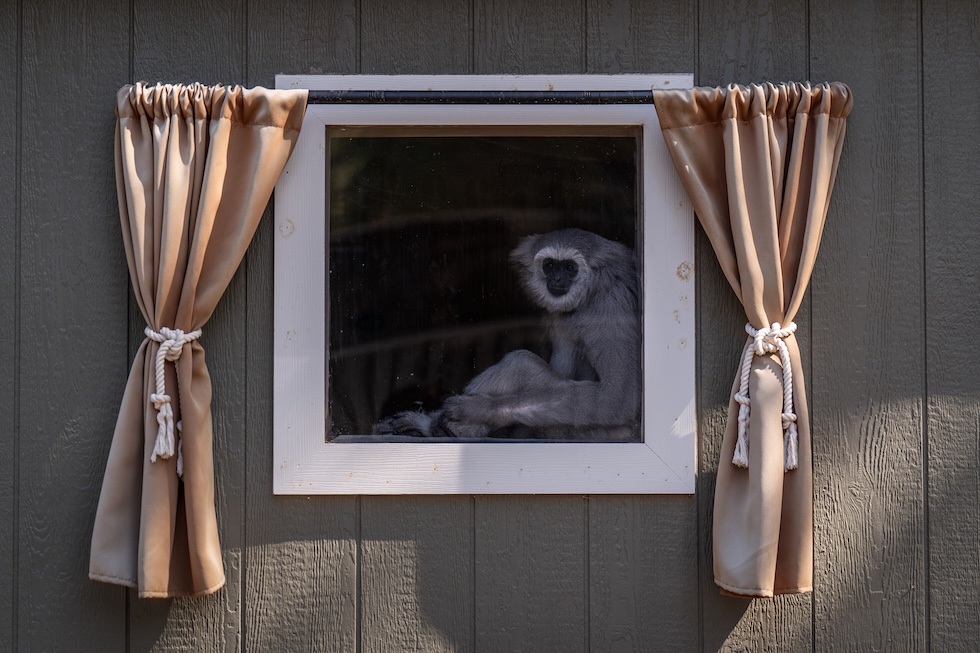 Un gibbone al Gibbon Conservation Center di Santa Clarita (AP Photo/Jae C. Hong)
