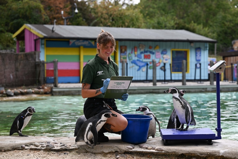 Una lavoratrice dello zoo registra il peso e le misure di alcuni pinguini (Rasid Necati Aslim/Anadolu/Getty Images)