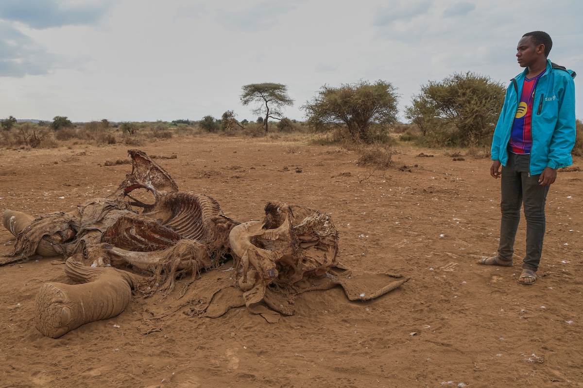 In Kenya sono state arrestate quattro persone sospettate di essere coinvolte nella misteriosa morte di 18 elefanti